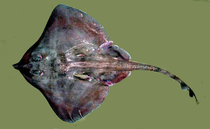 Leucoraja fullonica_08.jpg